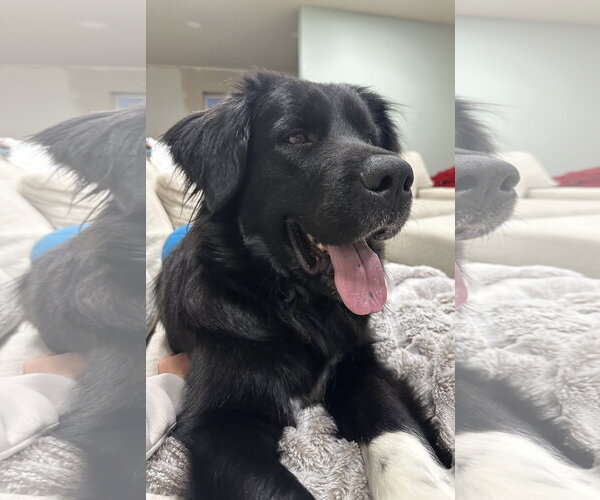 Medium Photo #8 Great Pyrenees-Unknown Mix Puppy For Sale in Sandy, UT, USA