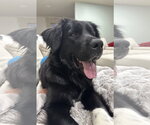 Small #7 Great Pyrenees Mix