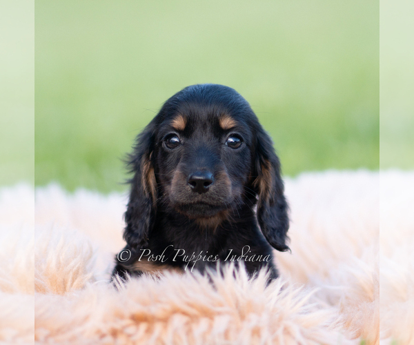 Medium Photo #2 Dachshund Puppy For Sale in WARSAW, IN, USA