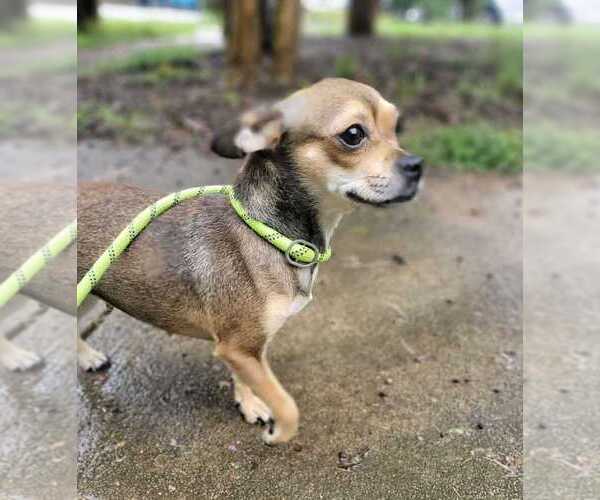 Medium Photo #9 Chihuahua-Unknown Mix Puppy For Sale in New York, NY, USA