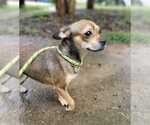Small Photo #9 Chihuahua-Unknown Mix Puppy For Sale in New York, NY, USA