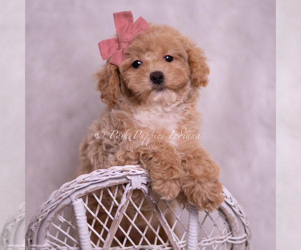 Medium Photo #7 Poodle (Toy) Puppy For Sale in WARSAW, IN, USA