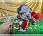 Small #10 French Bulldog