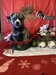 Small Photo #16 Pomsky Puppy For Sale in MIDDLETOWN, OH, USA