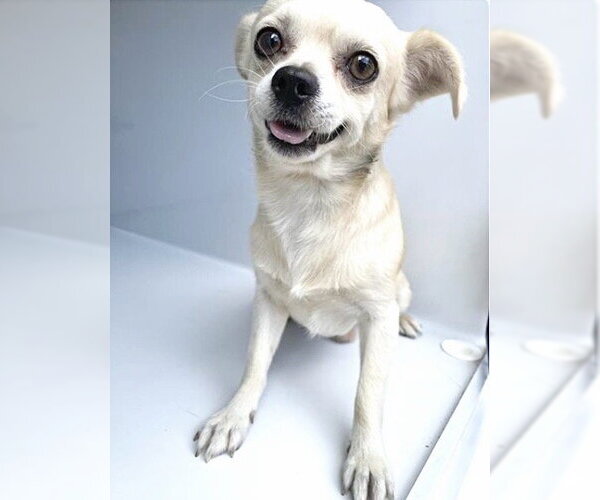 Medium Photo #1 Chihuahua Puppy For Sale in Houston, TX, USA