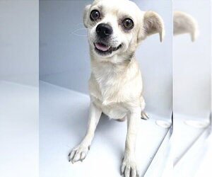 Chihuahua Dogs for adoption in Houston, TX, USA