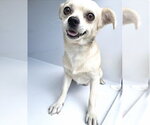 Small Chihuahua
