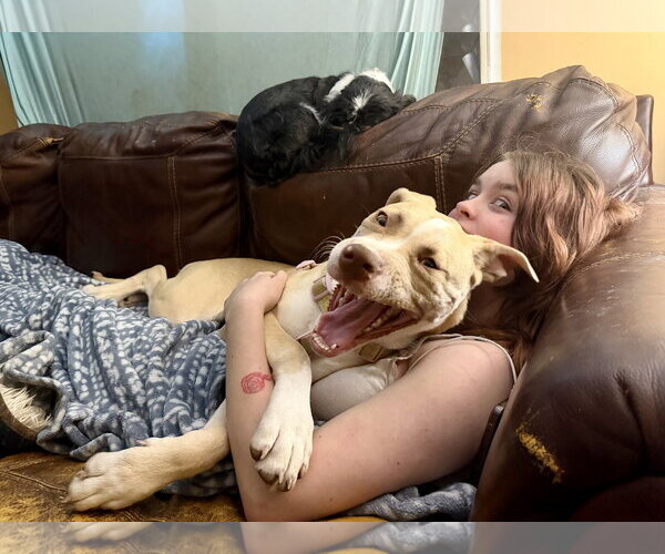 Medium Photo #7 Great Dane-Unknown Mix Puppy For Sale in Holly Springs, NC, USA