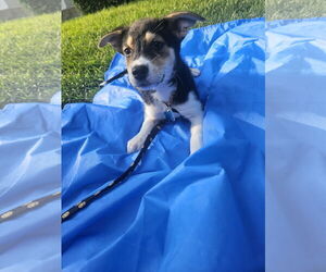 Australian Shepherd-Unknown Mix Dogs for adoption in Plainfield, IL, USA