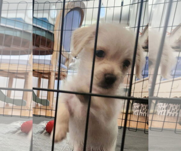 Medium Photo #4 Mutt Puppy For Sale in San Bernardino , CA, USA