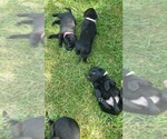 Small #8 Labrador Retriever