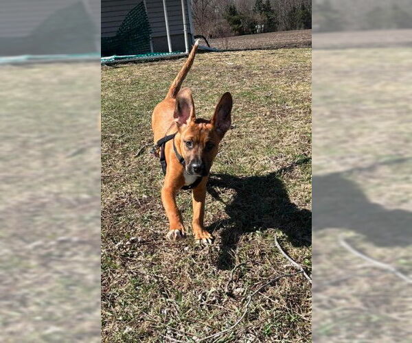 Medium Photo #3 Boxer-Unknown Mix Puppy For Sale in Sheboygan, WI, USA
