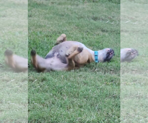 Medium Photo #5 American Staffordshire Terrier Puppy For Sale in Shreveport, LA, USA