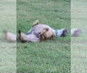 Rocky - Male American Staffordshire Terrier Dog for Adoption - Photo #5