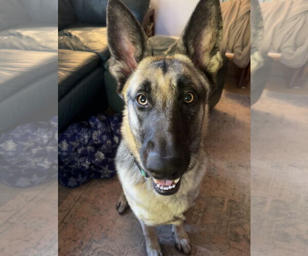 Medium Photo #6 German Shepherd Dog Puppy For Sale in New Hill, NC, USA