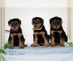 Small #1 Airedale Terrier