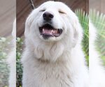 Small Photo #1 Great Pyrenees Puppy For Sale in Spring, TX, USA