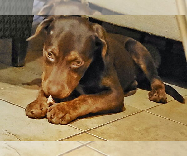 Medium Photo #3 Mutt Puppy For Sale in Raleigh, NC, USA