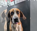 Small #5 Beagle-Coonhound Mix