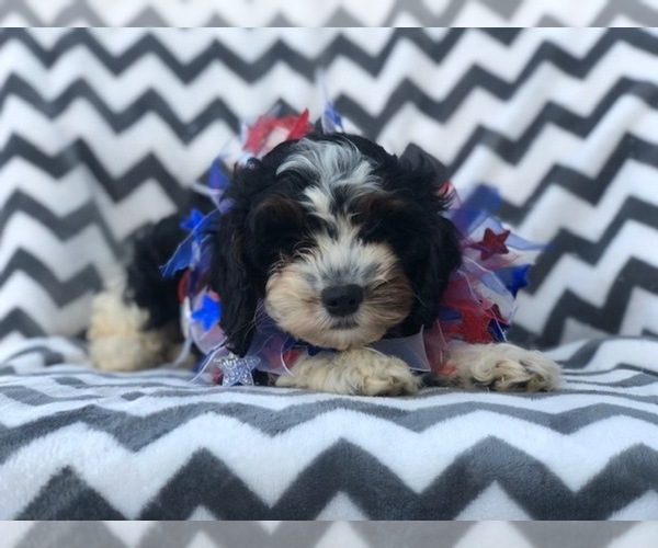 Medium Photo #9 Cavapoo Puppy For Sale in EAST EARL, PA, USA