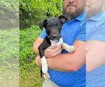 Small #9 Border Collie-Jack Russell Terrier Mix