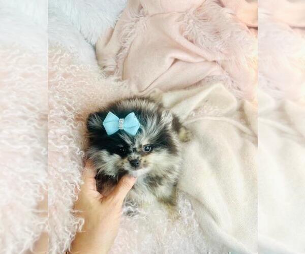 Medium Photo #5 Pomeranian Puppy For Sale in FT LAUDERDALE, FL, USA
