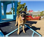 Small Photo #2 German Shepherd Dog Puppy For Sale in Seal Beach, CA, USA
