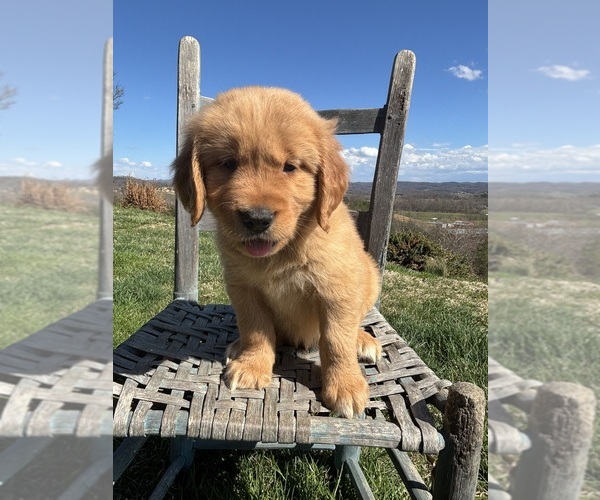Medium Photo #1 Golden Retriever Puppy For Sale in GREENEVILLE, TN, USA