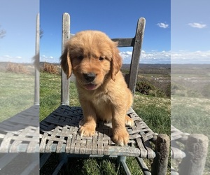 Golden Retriever Puppy for sale in GREENEVILLE, TN, USA