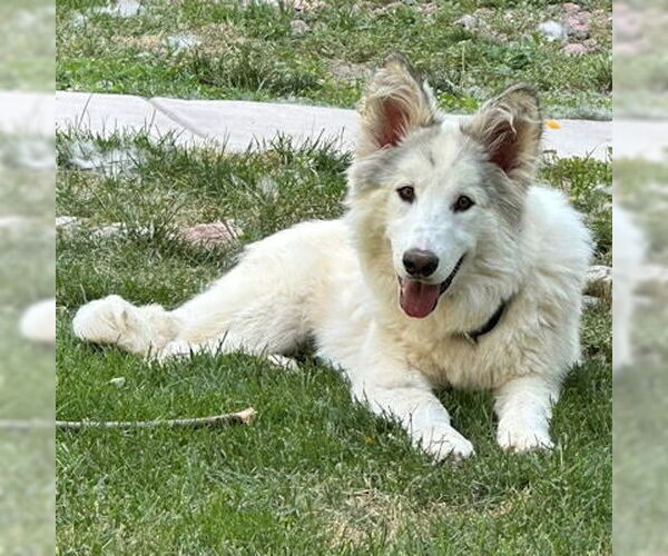 Medium Photo #3 Siberian Husky Puppy For Sale in Omaha, NE, USA
