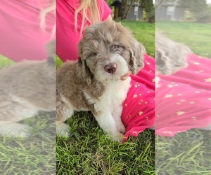 Springerdoodle Puppy for sale in PARMA, ID, USA