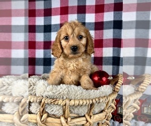 Goldendoodle (Miniature) Puppy for sale in GREENWOOD, IN, USA