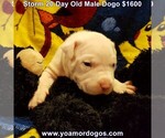 Small Photo #44 Dogo Argentino Puppy For Sale in JANE, MO, USA