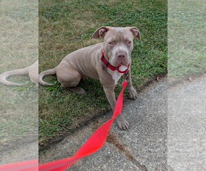 Mutt Dogs for adoption in Crete, IL, USA