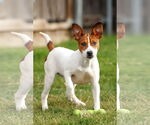Small #23 Basenji-Rat Terrier Mix