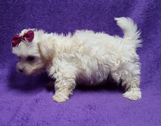 Medium Photo #2 Coton de Tulear Puppy For Sale in BUFFALO, MO, USA