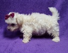 Small Photo #2 Coton de Tulear Puppy For Sale in BUFFALO, MO, USA