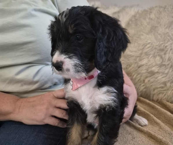 Medium Photo #1 Bernedoodle Puppy For Sale in REDMOND, OR, USA