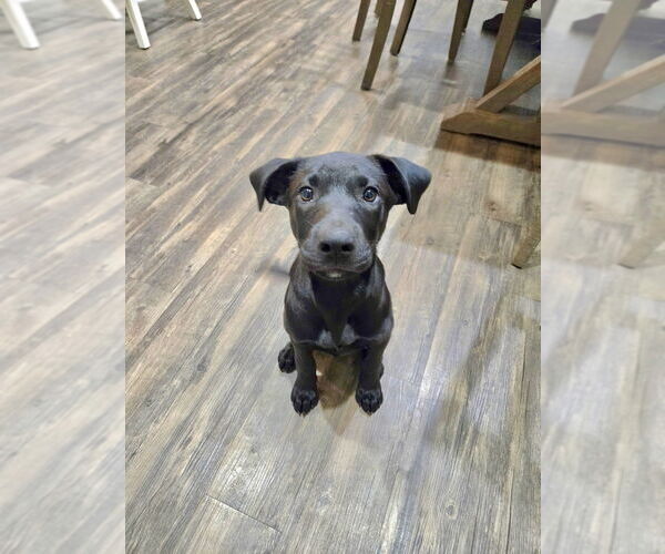 Medium Photo #11 Labrador Retriever-Unknown Mix Puppy For Sale in Mooresville, NC, USA