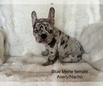 Puppy Snow Blue Merle French Bulldog