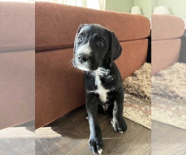 Medium Photo #4 Great Dane-Sheepadoodle Mix Puppy For Sale in EGG HARBOR CITY, NJ, USA
