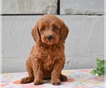 Small #1 Poodle (Miniature)