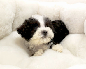 Shih-Poo Puppy for sale in LA MIRADA, CA, USA