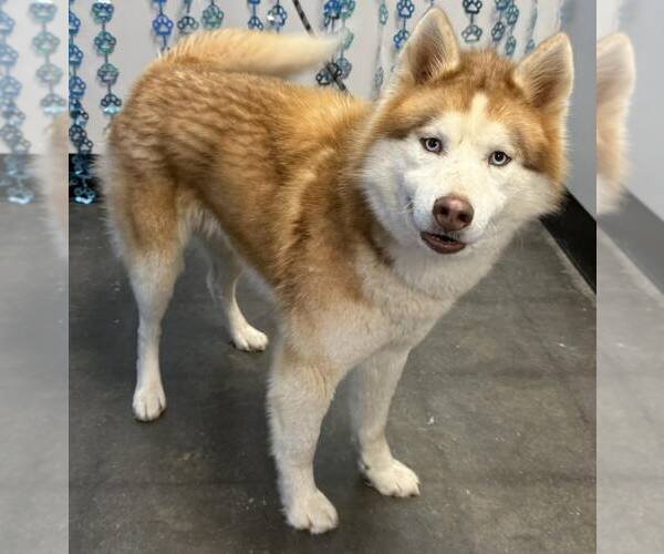 Medium Photo #1 Siberian Husky Puppy For Sale in Severn, MD, USA