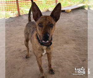 Cooper - Male Plott Hound-Unknown Mix Dog for Adoption - Photo #4