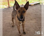 Small Photo #4 Plott Hound-Unknown Mix Puppy For Sale in Washington, DC, USA