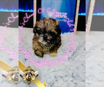 Small #6 Shih Tzu