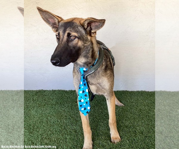 Medium Photo #3 German Shepherd Dog-Unknown Mix Puppy For Sale in San Diego, CA, USA
