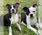 Small Boston Terrier