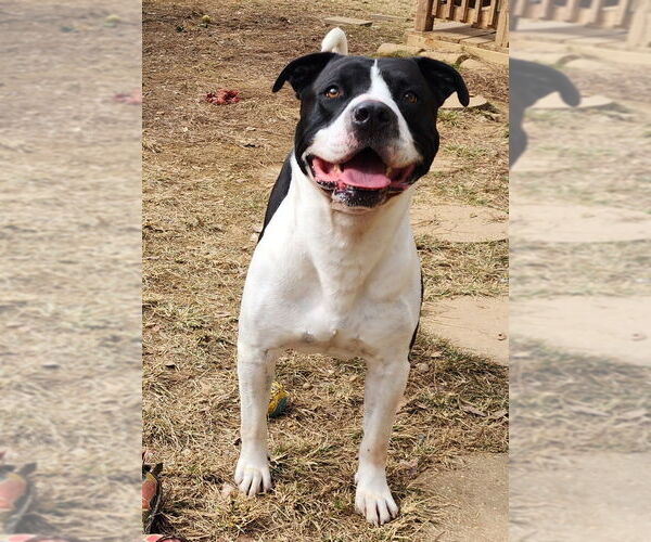 Medium Photo #1 American Bulldog-Unknown Mix Puppy For Sale in Wetumpka, AL, USA